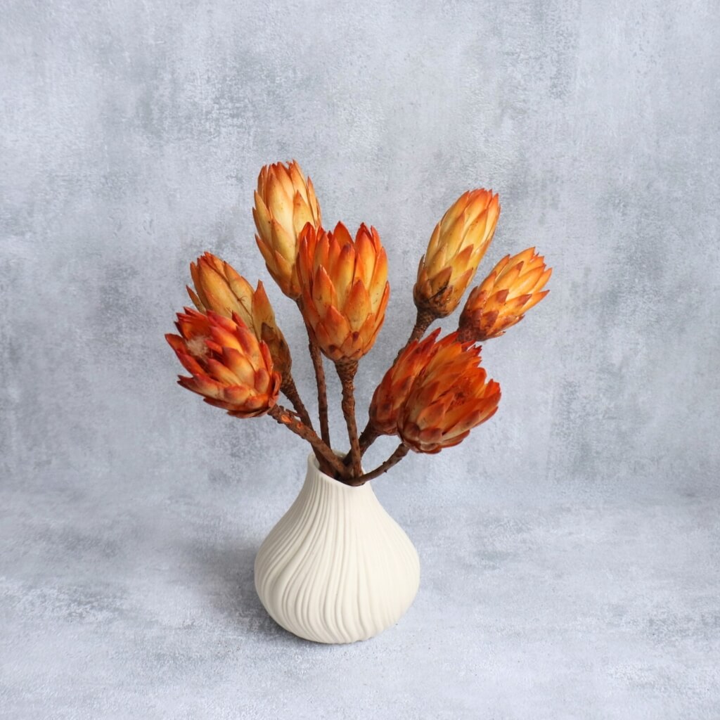 Protea Repens Big – sušený květ v oranžové barvě pro elegantní aranžmá
